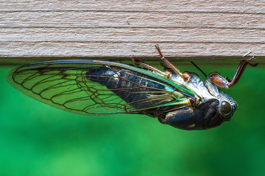 What’s the buzz around the emerging cicadas in Illinois this year? My