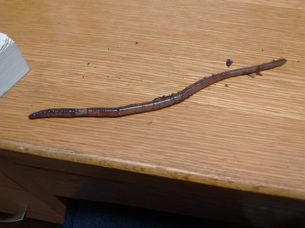 An adult jumping worm