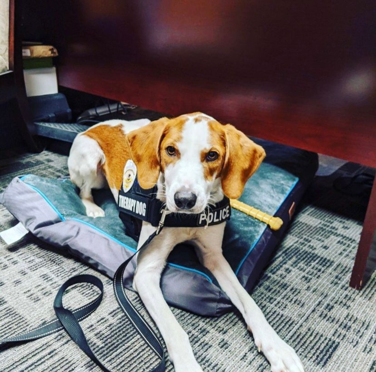 Carpentersville Police Therapy K9 Walter assists trauma victims and is also a part of the police department's Trauma Informed Care