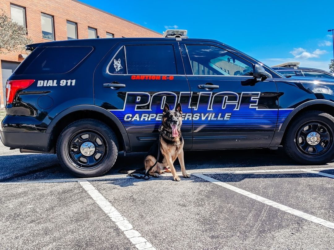 The Carpentersville Police Department to honor K9 Blitz after his untimely passing on June 6