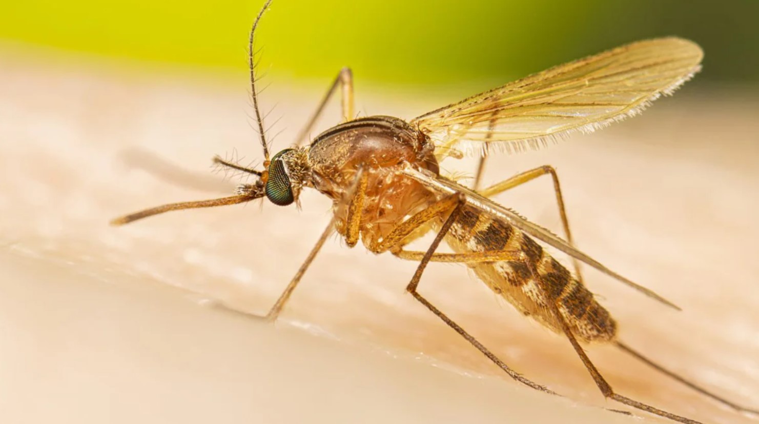 A pool of Culex mosquitos captured in Huntley tested positive for the West Nile virus.