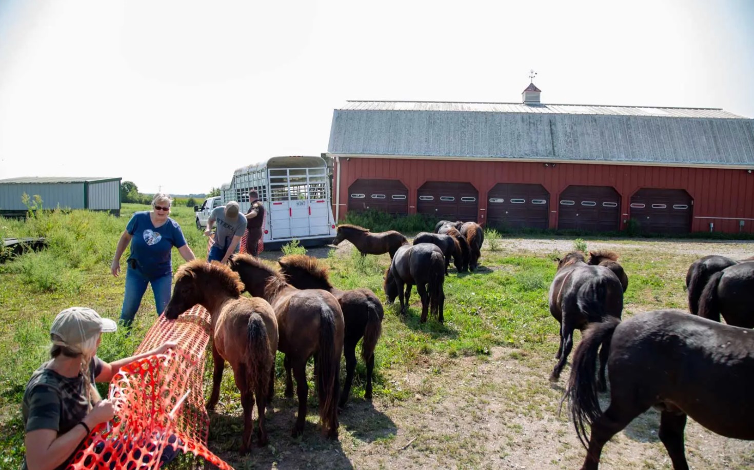 HAHS and other volunteers had to build makeshift fences to herd the untrained ponies onto trailers.