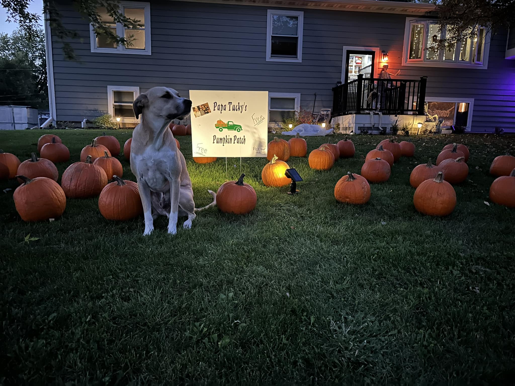 Wonder Lake resident Kristen Konieczny honors her late father by giving away pumpkins she sets up in her front yard