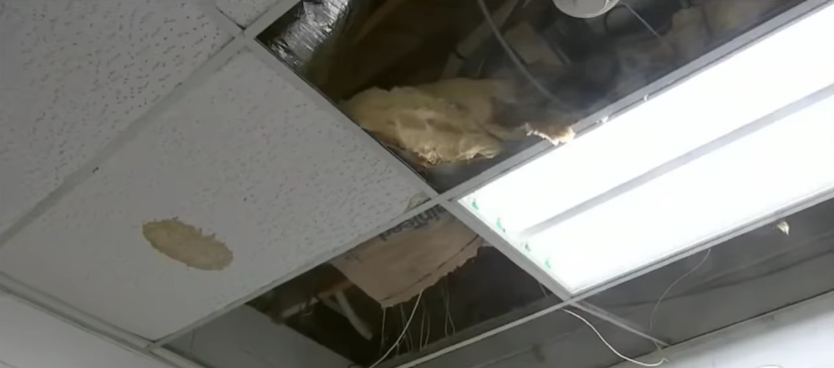 Ceiling damage that occured at Animal House Shelter as the result of a sprinkler system pipe having burst